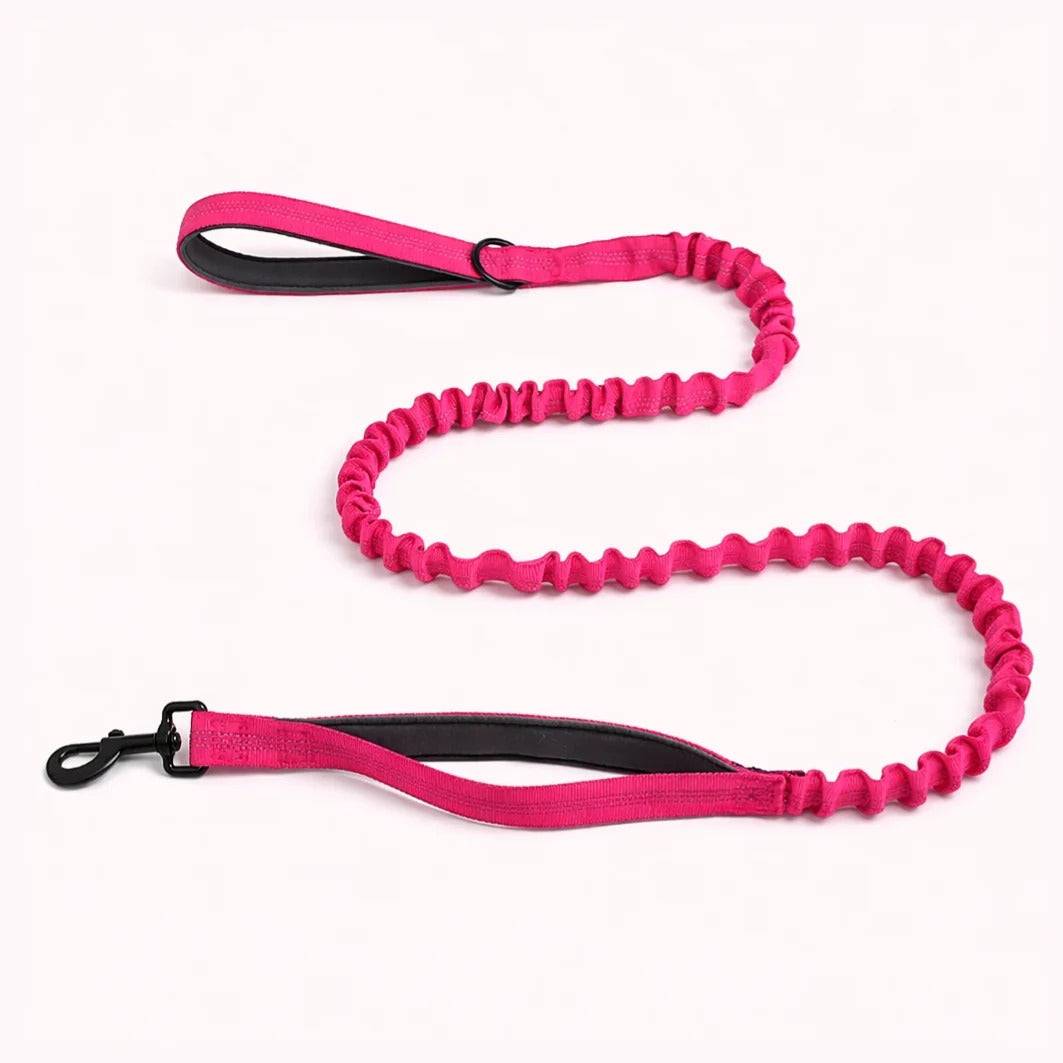TragPet Bungee-Hundeleine GRATIS