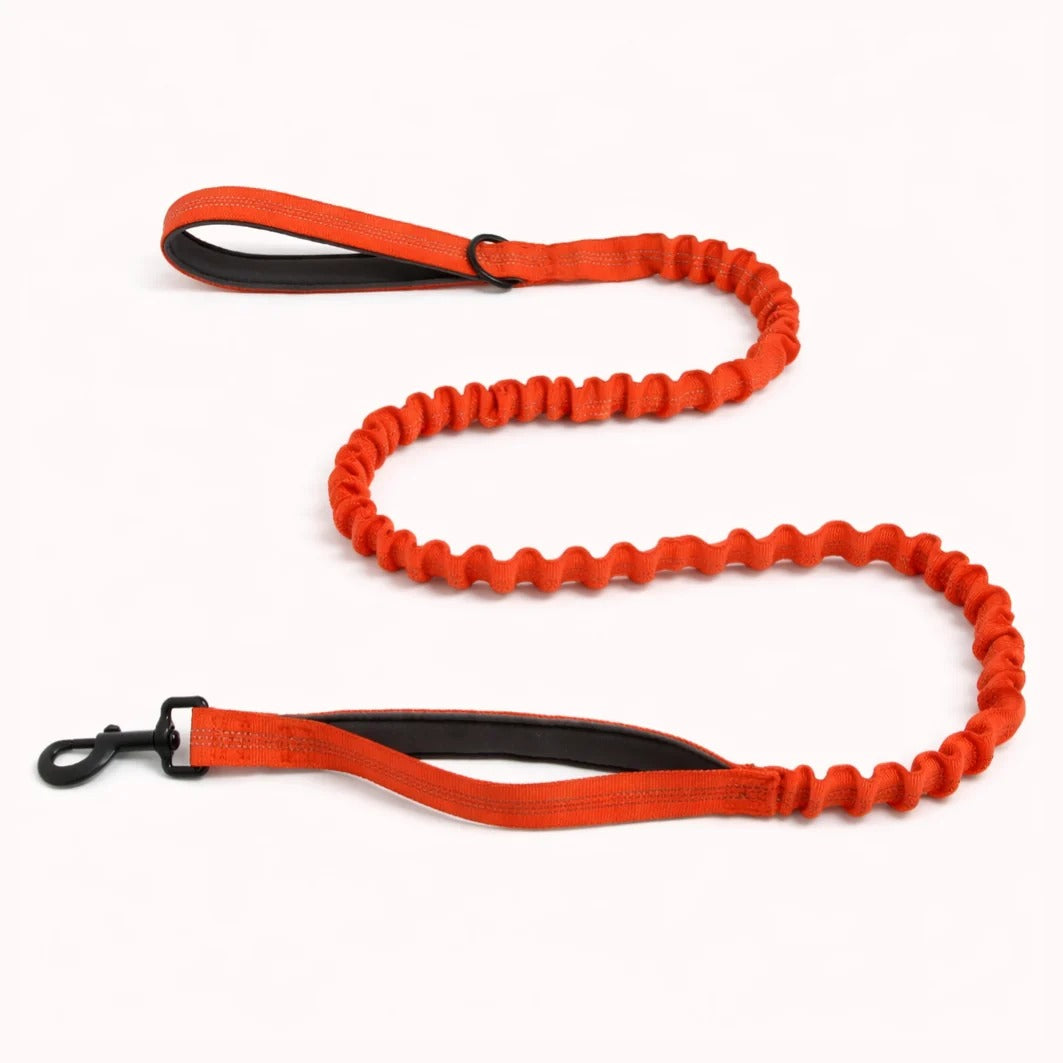TragPet Bungee-Hundeleine GRATIS